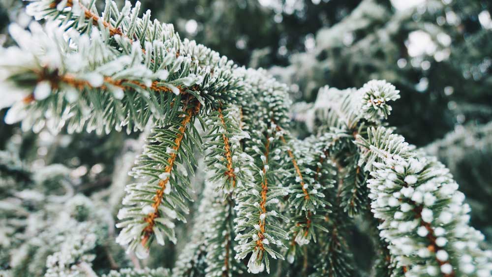 5 Reasons to Try Acupuncture This Winter